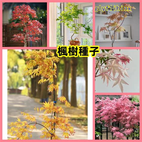 楓樹 風水|【紅楓宜種哪裡風水】紅楓宜種庭院哪個方位風水好 